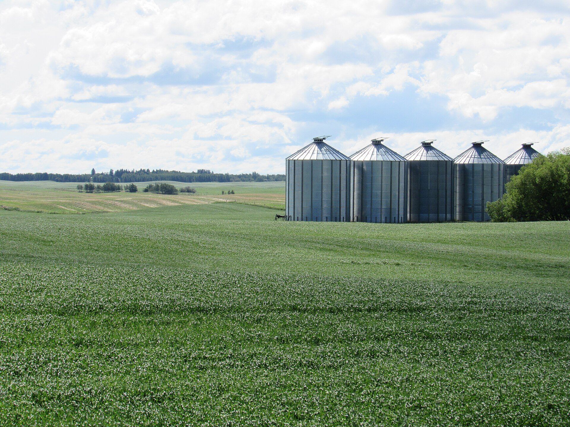 Five steel grain bins standing in a row on a farm. A Wikimedia Commons photograph on Brent O'Mara Insights.